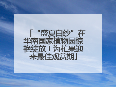 “盛夏白纱”在华南国家植物园惊艳绽放！海杧果迎来最佳观赏期