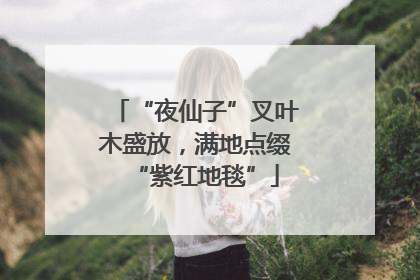 “夜仙子”叉叶木盛放，满地点缀“紫红地毯”