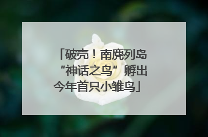 破壳！南麂列岛“神话之鸟”孵出今年首只小雏鸟