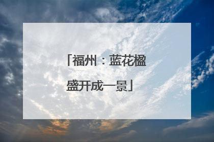福州：蓝花楹盛开成一景