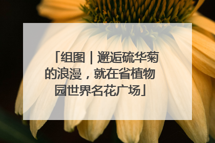 组图｜邂逅硫华菊的浪漫，就在省植物园世界名花广场