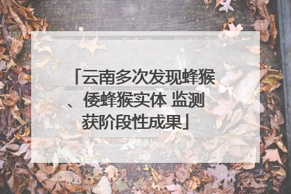 云南多次发现蜂猴、倭蜂猴实体 监测获阶段性成果