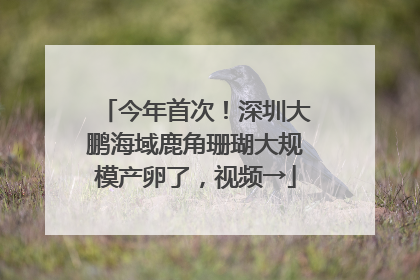 今年首次！深圳大鹏海域鹿角珊瑚大规模产卵了，视频→
