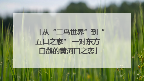 从“二鸟世界”到“五口之家” 一对东方白鹳的黄河口之恋