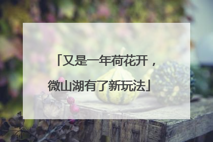 又是一年荷花开，微山湖有了新玩法