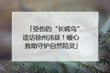 受伤的“长嘴鸟”造访徐州沛县！暖心救助守护自然精灵