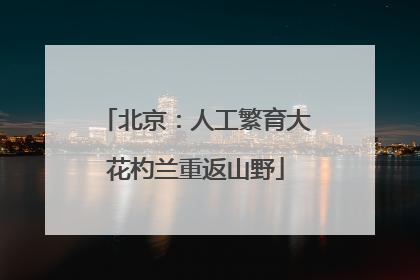北京：人工繁育大花杓兰重返山野