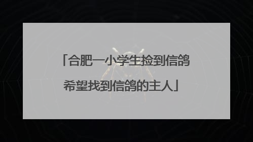 合肥一小学生捡到信鸽 希望找到信鸽的主人