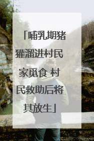 哺乳期猪獾溜进村民家觅食 村民救助后将其放生