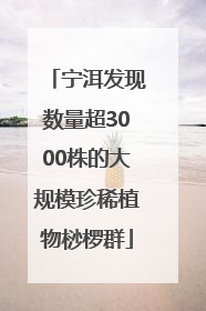 宁洱发现数量超3000株的大规模珍稀植物桫椤群