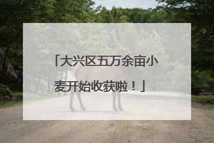 大兴区五万余亩小麦开始收获啦！