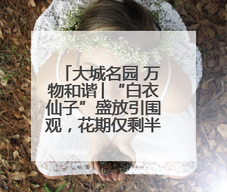 大城名园 万物和谐│“白衣仙子”盛放引围观，花期仅剩半个月