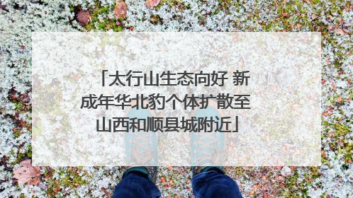 太行山生态向好 新成年华北豹个体扩散至山西和顺县城附近