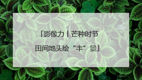 影像力丨芒种时节 田间地头绘“丰”景