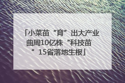 小菜苗“育”出大产业 曲周10亿株“科技苗”15省落地生根