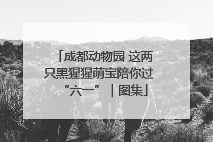 成都动物园 这两只黑猩猩萌宝陪你过“六一”｜图集