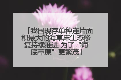 我国现存单种连片面积最大的海草床生态修复持续推进 为了“海底草原”更繁茂