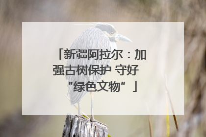 新疆阿拉尔：加强古树保护 守好“绿色文物”
