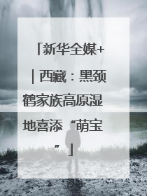 新华全媒+｜西藏：黑颈鹤家族高原湿地喜添“萌宝”