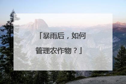 暴雨后，如何管理农作物？