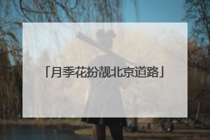 月季花扮靓北京道路