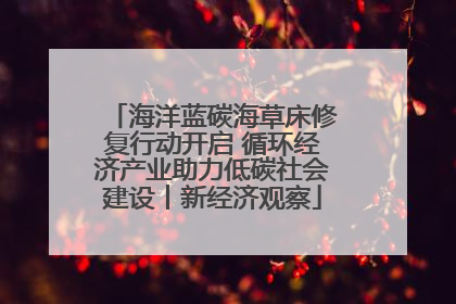海洋蓝碳海草床修复行动开启 循环经济产业助力低碳社会建设丨新经济观察