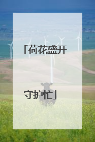 荷花盛开守护忙