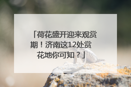 荷花盛开迎来观赏期！济南这12处赏花地你可知？