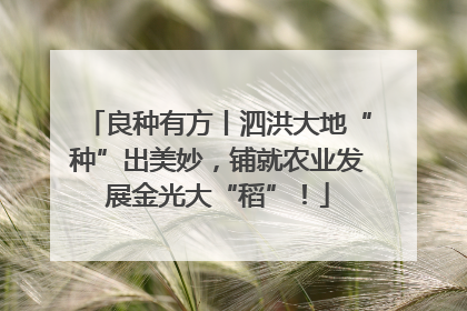 良种有方丨泗洪大地“种”出美妙，铺就农业发展金光大“稻”！