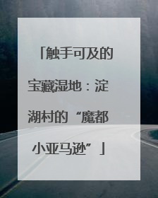 触手可及的宝藏湿地：淀湖村的“魔都小亚马逊”