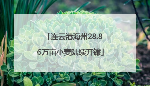 连云港海州28.86万亩小麦陆续开镰