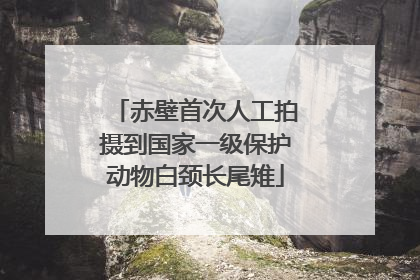 赤壁首次人工拍摄到国家一级保护动物白颈长尾雉