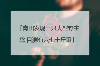 青田发现一只大型野生鼋 目测有六七十斤重