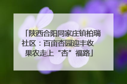 陕西合阳同家庄镇柏瑞社区：百亩杏园迎丰收 果农走上“杏”福路
