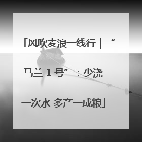 风吹麦浪一线行｜“马兰 1 号”：少浇一次水 多产一成粮