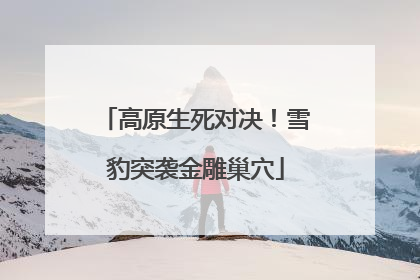 高原生死对决！雪豹突袭金雕巢穴