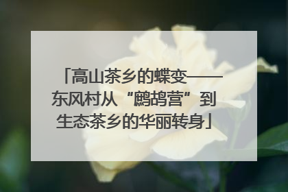 高山茶乡的蝶变——东风村从“鹧鸪营”到生态茶乡的华丽转身