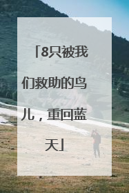 8只被我们救助的鸟儿，重回蓝天